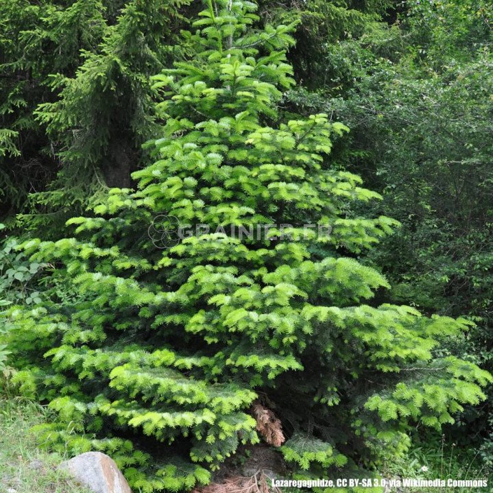 Sapin de Nordmann caucasien, Abies nordmanniana Caucasian image